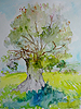 Zypern, alter lbaum